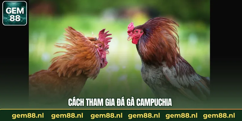 Cách tham gia đá gà campuchia