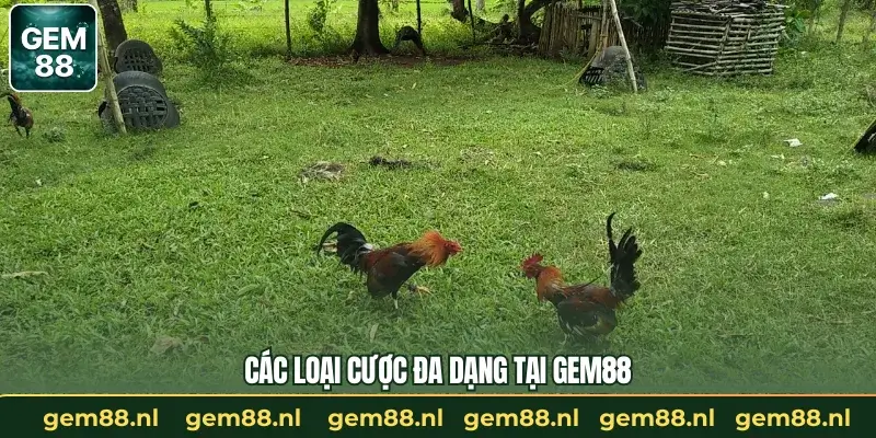 Các loại cược đa dạng tại GEM88