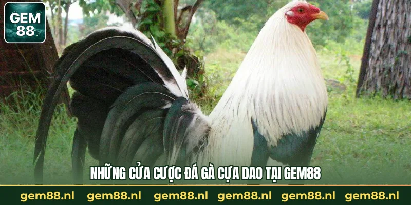 Những cửa cược đá gà cựa dao tại GEM88