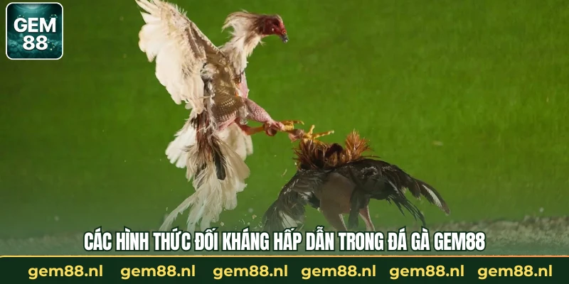 Các hình thức đối kháng hấp dẫn trong đá gà GEM88