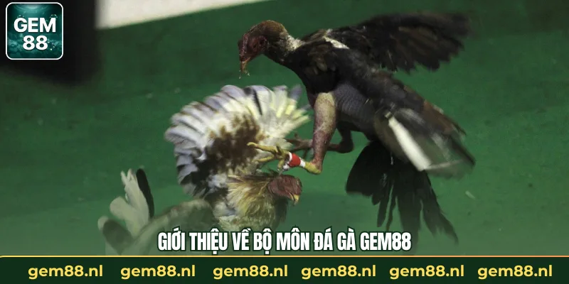 Giới thiệu về bộ môn đá gà GEM88