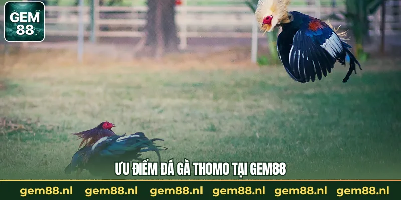 Ưu điểm đá gà thomo tại GEM88